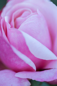 Close-up of pink rose