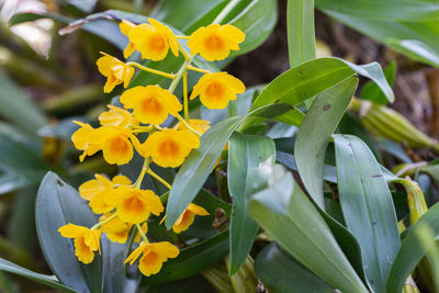 Close-up of yellow flowering plant