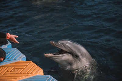 Dolphin eating fish