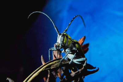 Close-up of insect on plant against sky