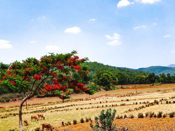 Trees on field against sky