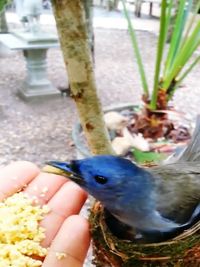 Close-up of hand holding bird