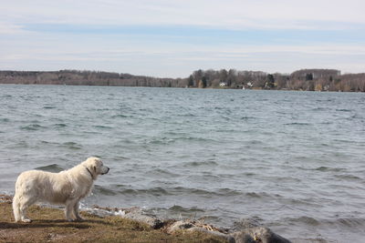 Dog on the beach