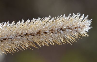 Close-up of frozen plant during winter