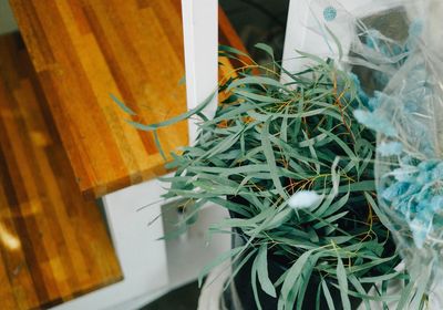 Close-up of plants in greenhouse