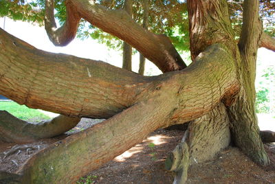 Close-up of tree trunk