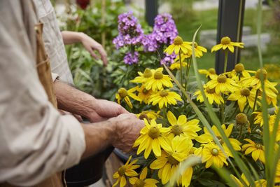 Midsection of woman picking yellow flowers