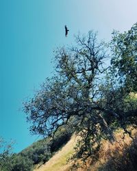 Low angle view of bird perching on tree against clear sky