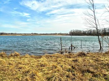 Bare trees on lakeshore