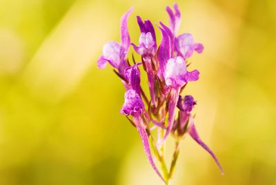 Close-up of purple flowering plant