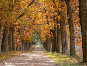 Trees in forest during autumn