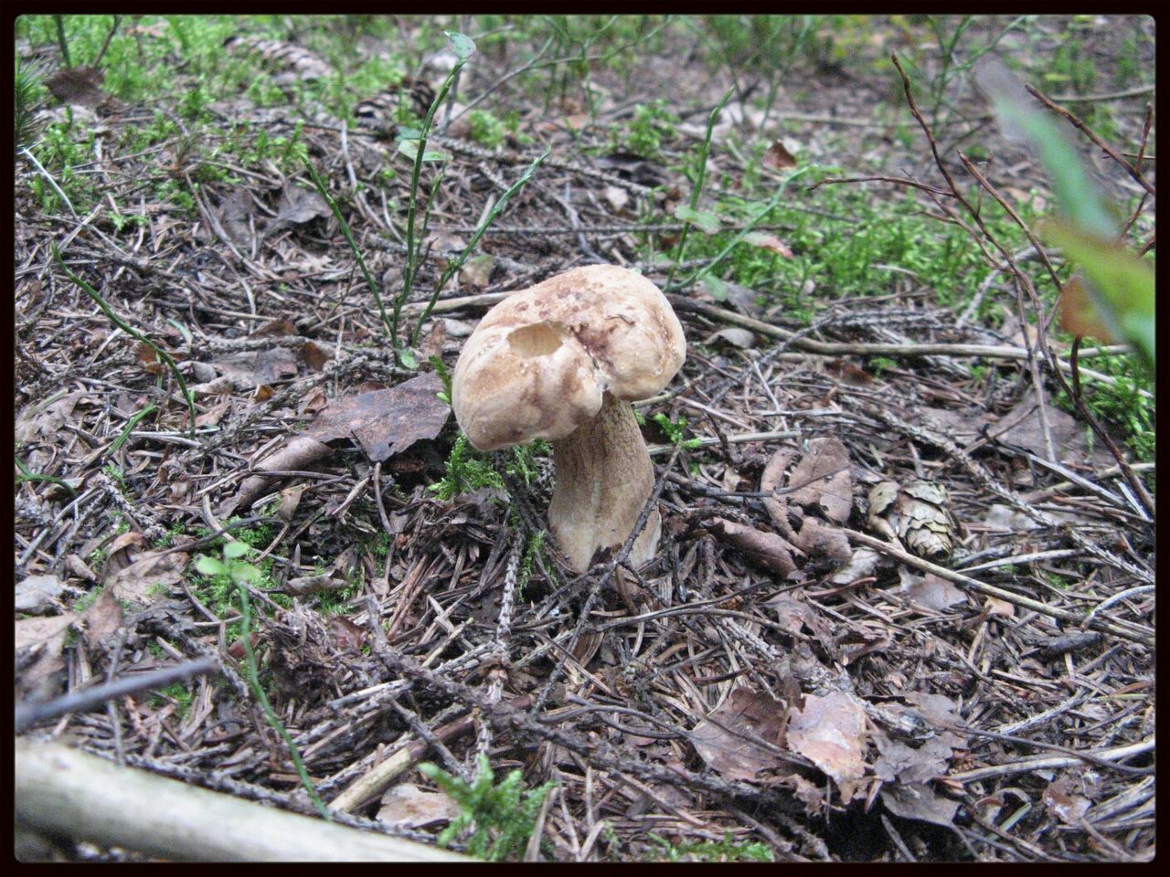 transfer print, auto post production filter, mushroom, high angle view, fungus, leaf, ground, grass, close-up, dry, nature, forest, field, day, growth, plant, dirt, wildlife, no people, outdoors