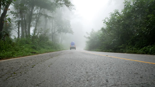 Surface level of road amidst trees in forest