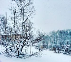 Bare trees against clear sky during winter