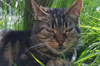 Close-up portrait of a cat