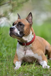 Dog looking away on field