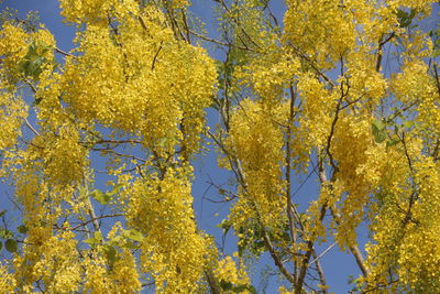 Low angle view of yellow flowering plants against sky during autumn