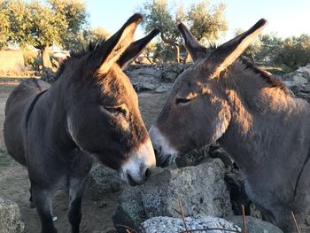 Close-up of horses standing on field