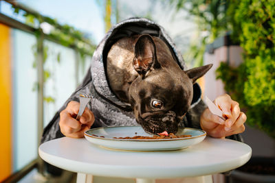 Funny portrait of french bulldog dog eating food with utensils on table
