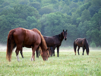 Horses on a field