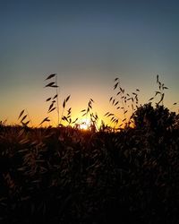 Silhouette birds flying over field against clear sky at sunset