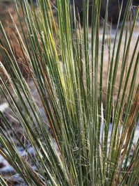 Close-up of grass