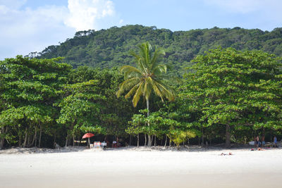 Palm trees on beach against sky