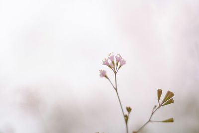 Close-up of pink flowering plant