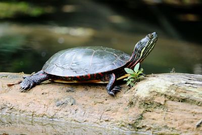 Close-up of turtle on a log 