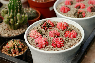 High angle view of potted plants