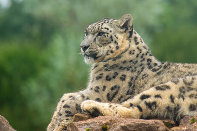 Close-up of a cat looking away