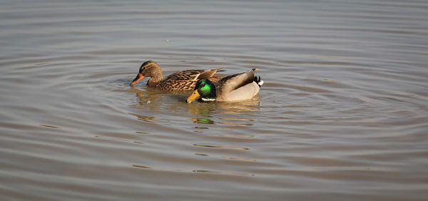 Duck swimming in lake