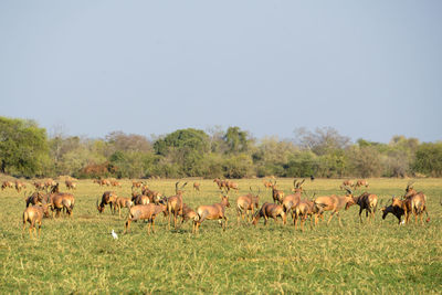 Horses in a field