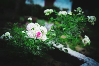 Close-up of pink flowering plant
