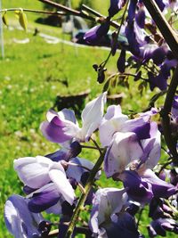 Close-up of purple flowers