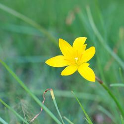 Close-up of yellow flower blooming outdoors