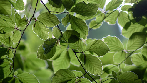 Close-up of fresh green leaves