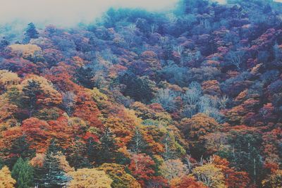 Low angle view of autumn trees in forest