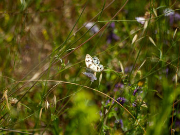 Close-up of butterfly on plant in field