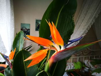 Close-up of orange flowers