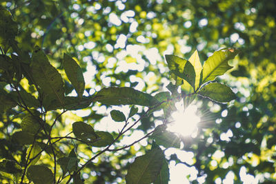 Low angle view of leaves on tree