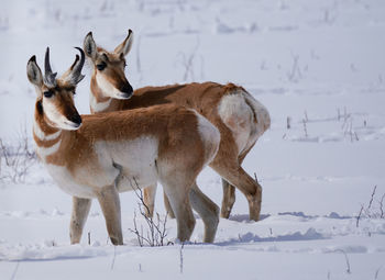 Deer on snow covered field