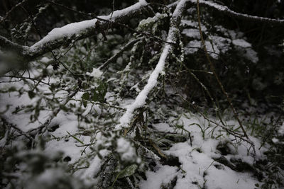 Close-up of frozen tree during winter