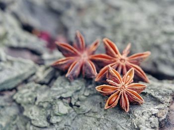 High angle view of red berries on leaf