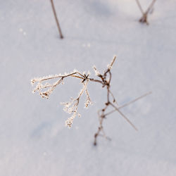 Close-up of snow on plant