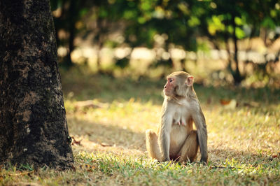 Monkeys sitting on field