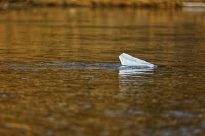 Close-up of swan floating on water