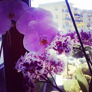 Close-up of pink flowers blooming outdoors