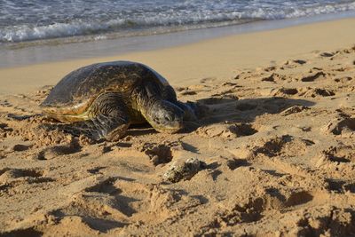 Lizard on the beach
