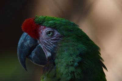 Close-up of a parrot